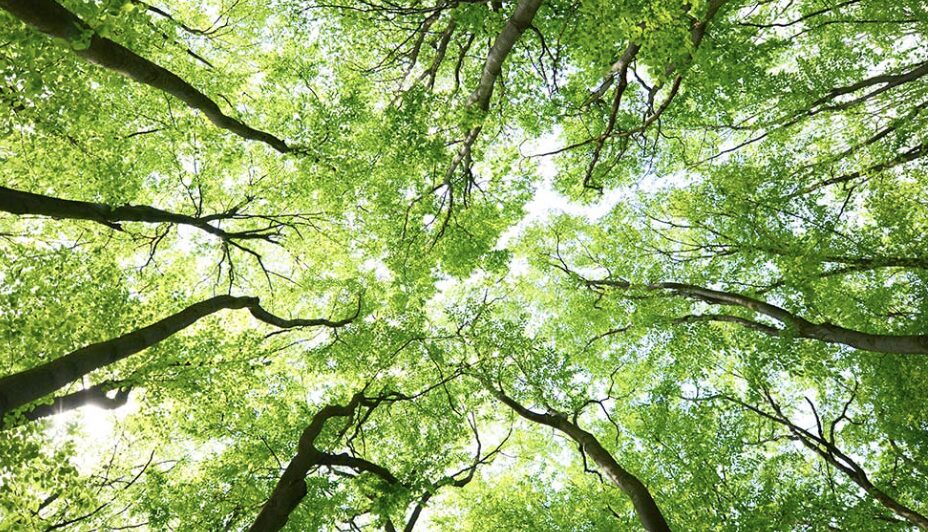 Sostenibilità a tavola: una scelta consapevole