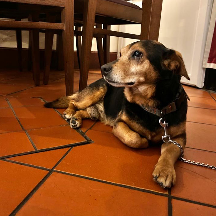 cane presente all'antica Hostaria